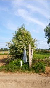 Eijsden-Moelingen-Grenspaal 41 (BE-NL) (3)