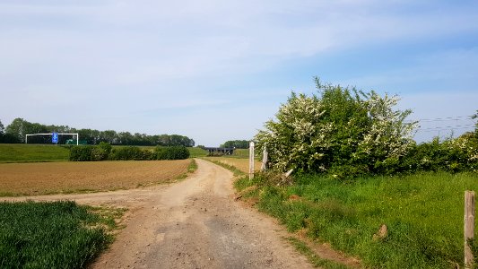 Eijsden-Moelingen-Grenspaal 41 (BE-NL) (1)
