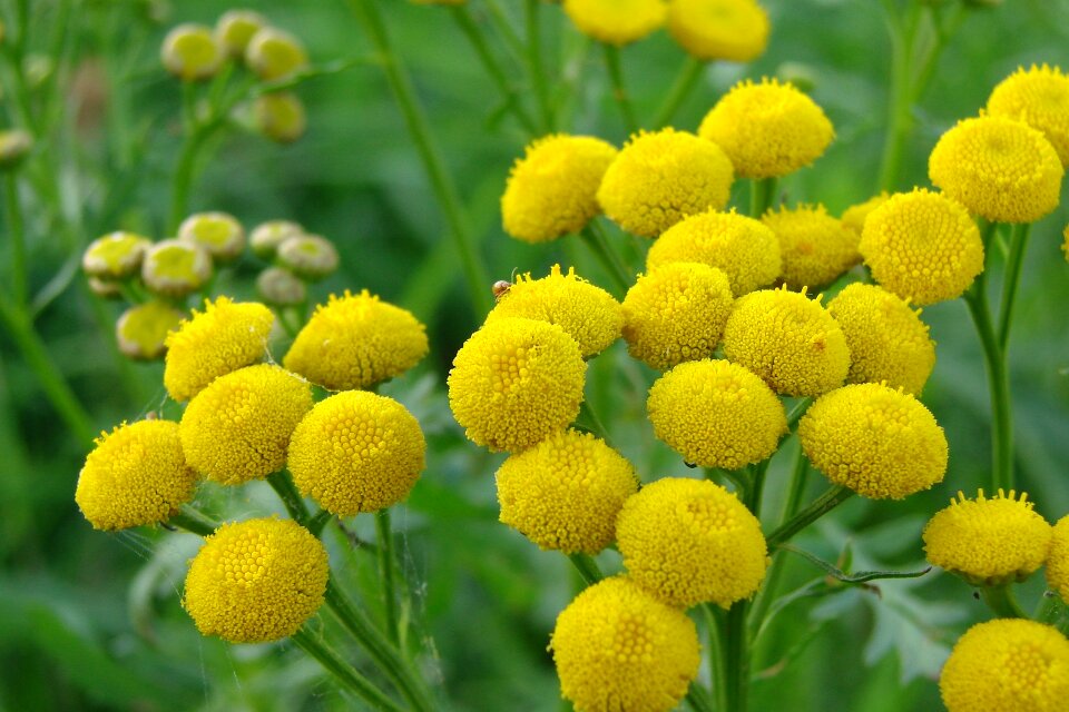 Herbs macro medicinal