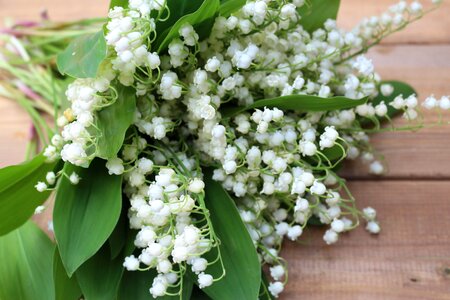 Nature beauty spring