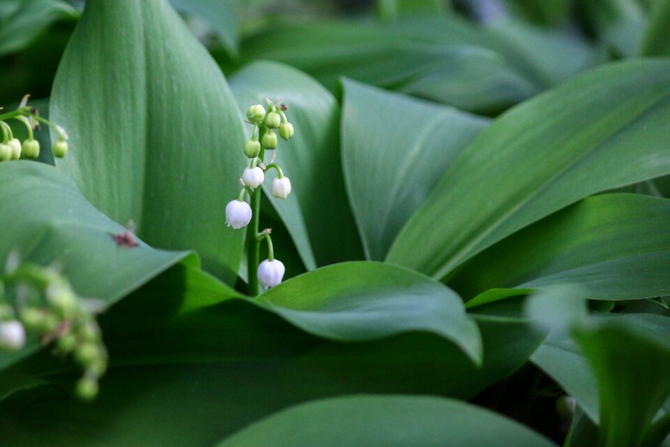 Spring 1 ° may lily of the valley