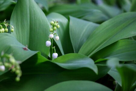 Spring 1 ° may lily of the valley