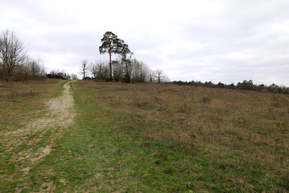 Eichkopf bei Ober-Mörlen 2021-04-02 13