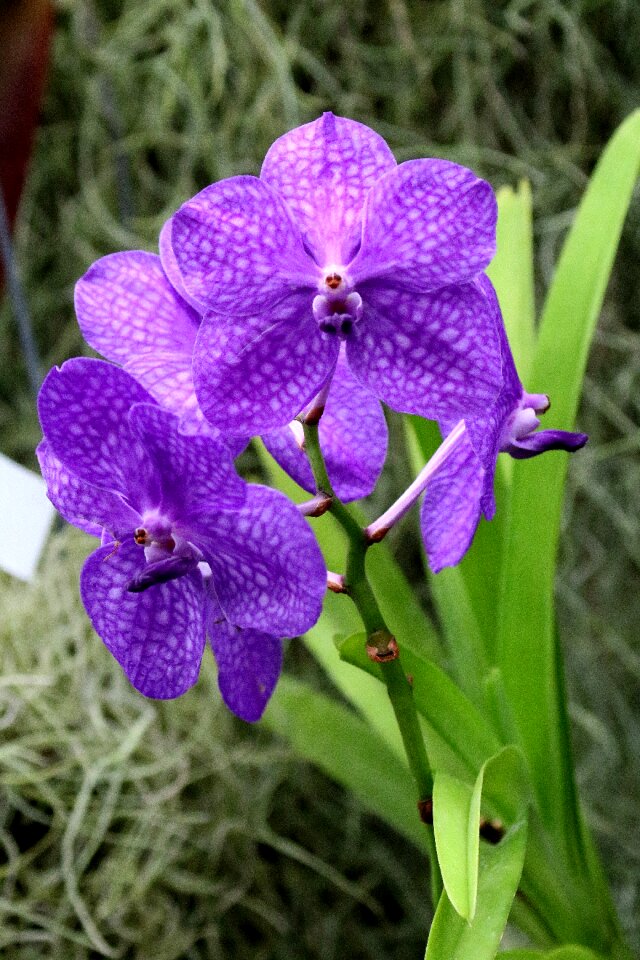 Floral blossom plant