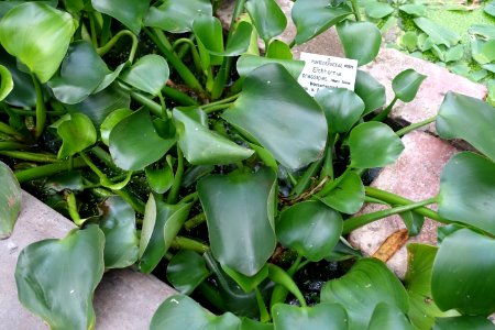 Eichhornia crassipes - Botanischer Garten - Heidelberg, Germany - DSC01273