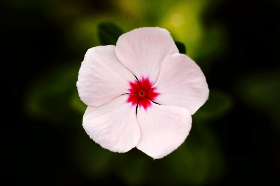 Color garden beautiful flower
