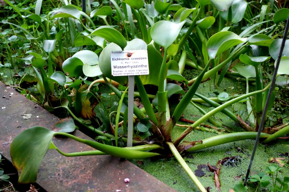 Eichhornia crassipes - Botanischer Garten, Dresden, Germany - DSC08618