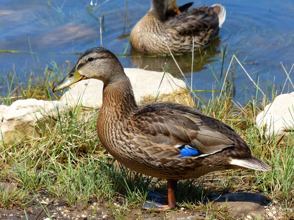 Bird pond animal