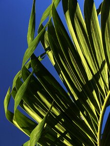 Structure fan palm palm fronds