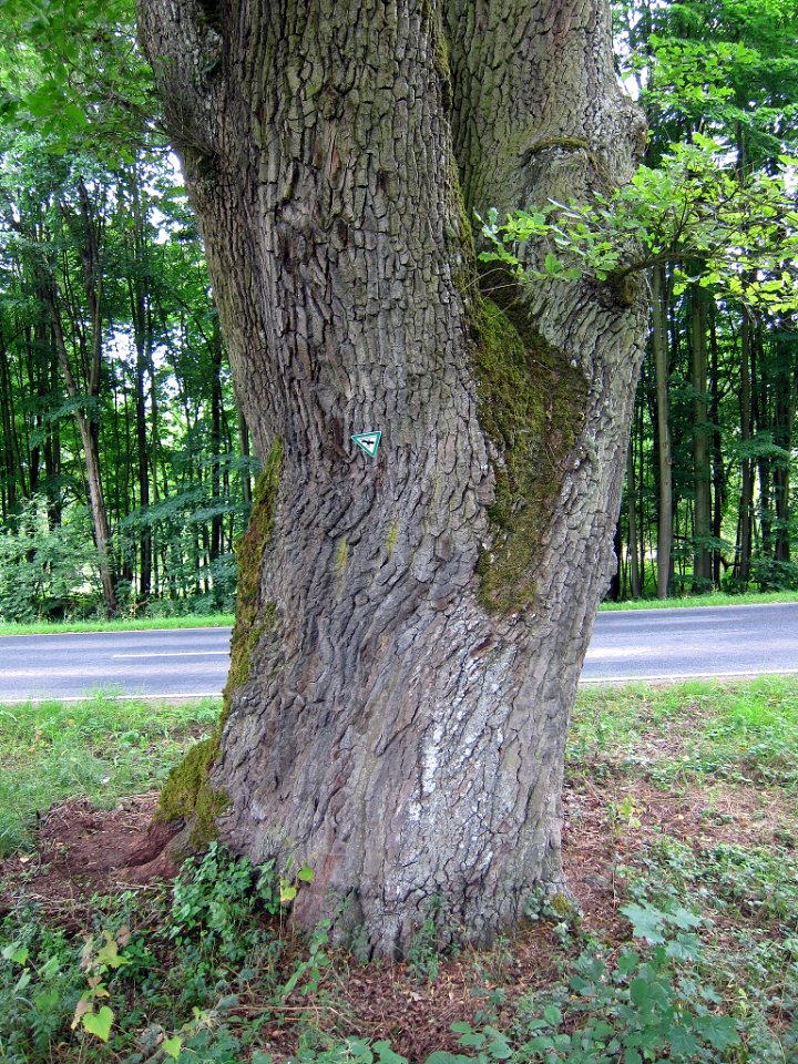 Eiche Sendelbach, 1
