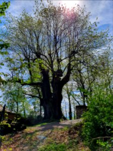 Ehrenburg Plaue 1