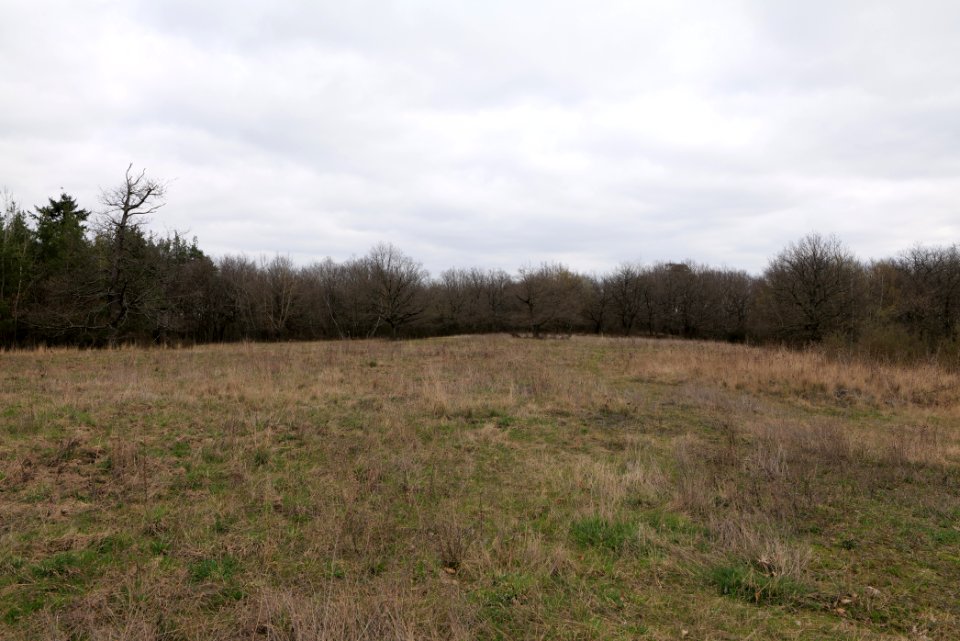 Eichkopf bei Ober-Mörlen 2021-04-02 07
