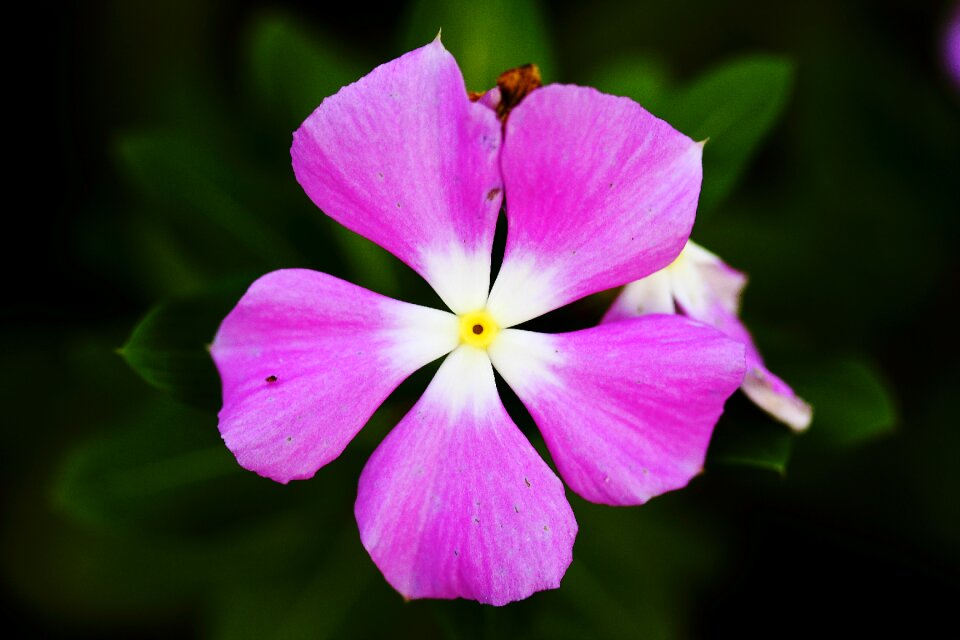 Color garden beautiful flower