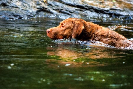 Dog chesapeake bay retriever pets