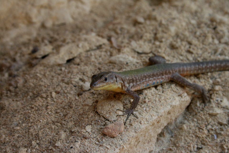 Eidechse auf Gozo