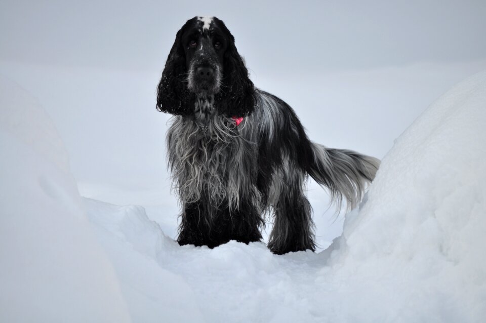 Spaniel winter coocker