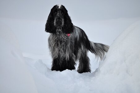 Spaniel winter coocker