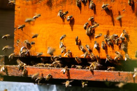 Essain pollinator honey