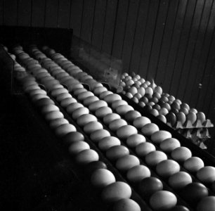 Eieren bij een sorteer- en inpakmachine, Bestanddeelnr 252-9083 photo