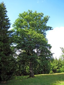 Eiche bei Schönderling, 2