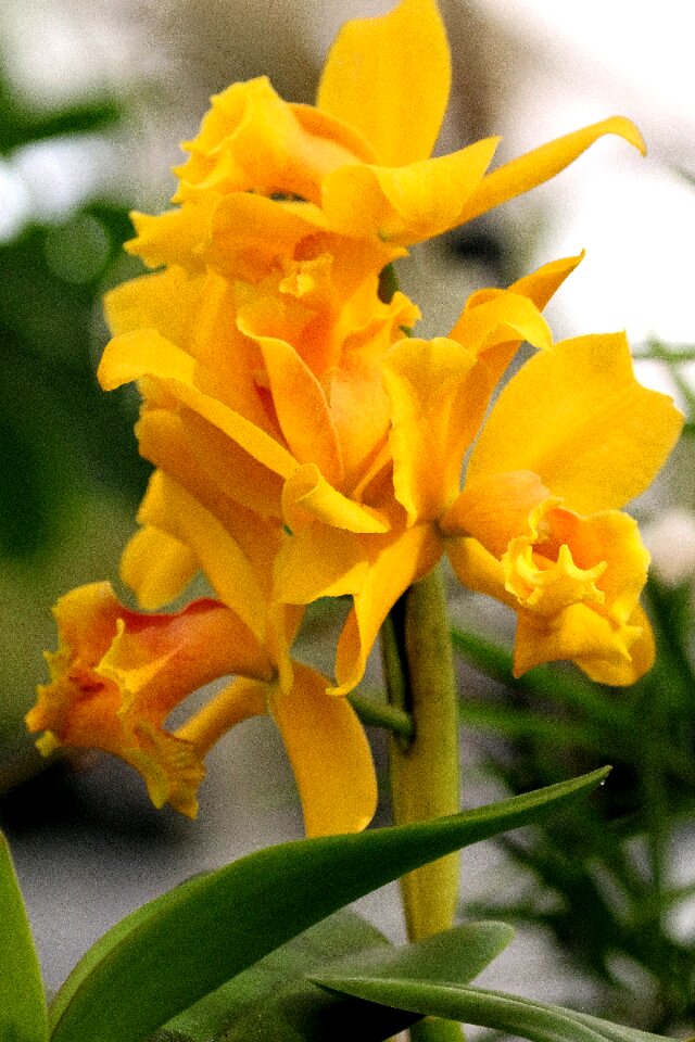 Floral botany plant