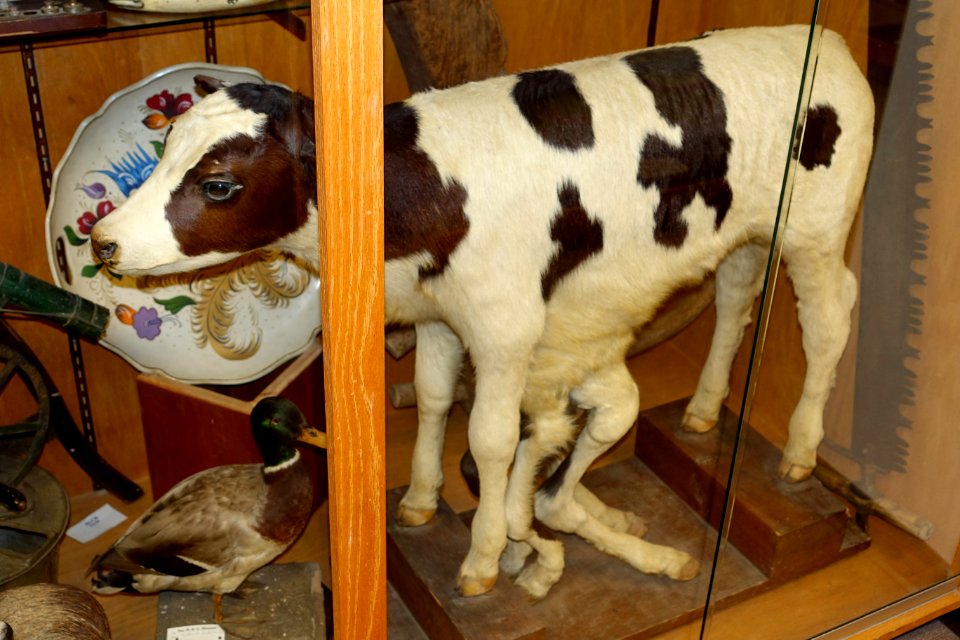 Eight-legged calf- Mount Angel Abbey Museum - Mount Angel Abbey - Mount Angel, Oregon - DSC00066