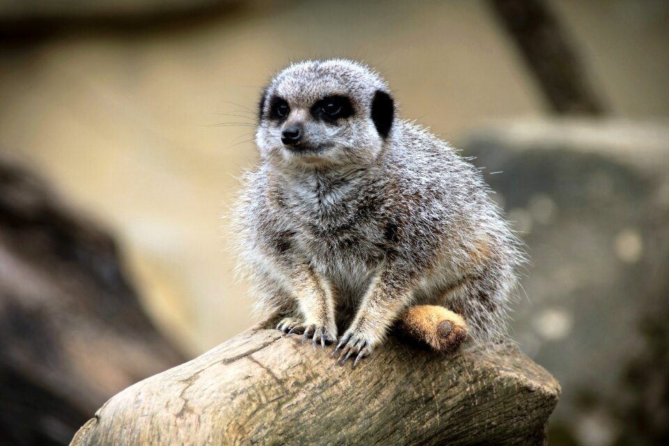 Wildlife mammal suricate