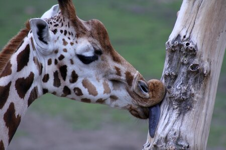 Zoo africa animal