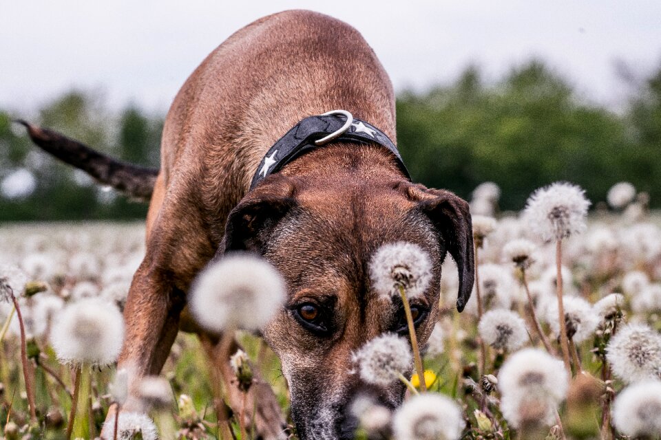 Snout head young dog