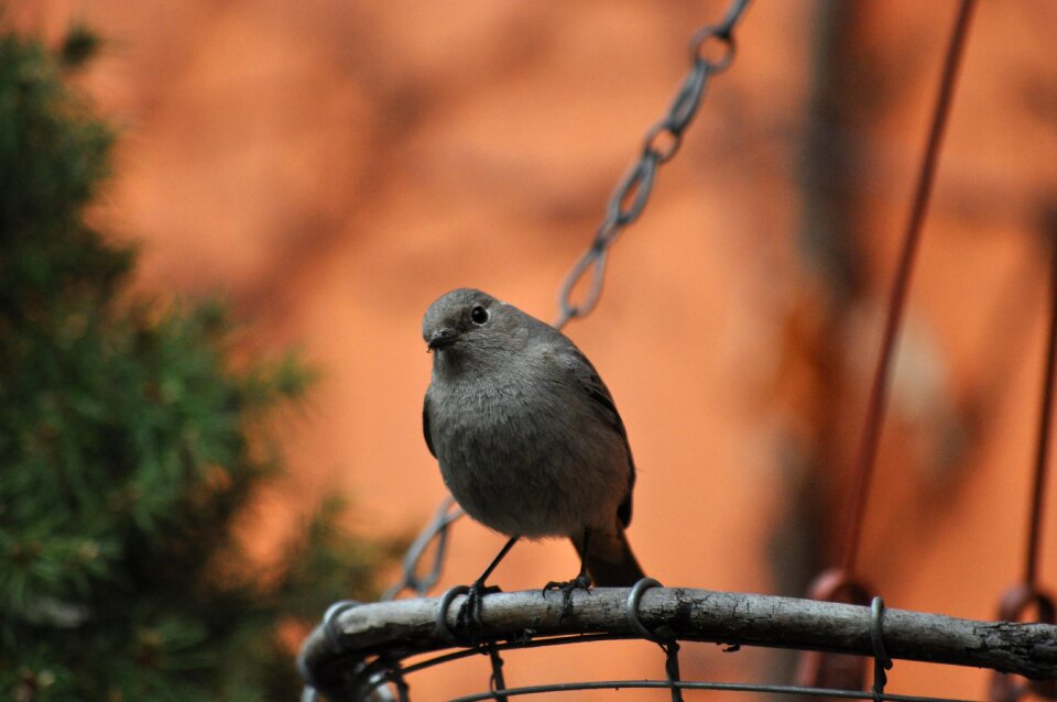 Cinderella bird spring