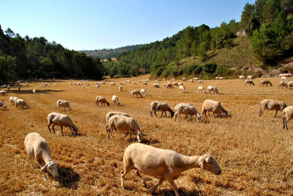 Flock farm animal