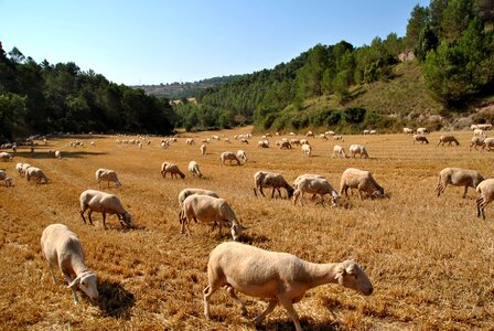 Flock farm animal photo