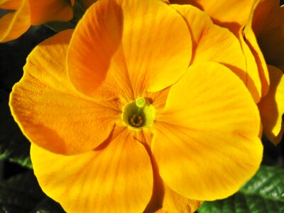 Detail close up yellow