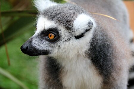 Wildlife nature madagascar