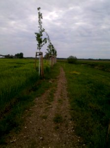 Ehemaliger Elsterradweg am Ufer der Weißen Elster bei Pegau - Renaturierung durch ca. 70 Baumneupflanzungen im Mai 2016