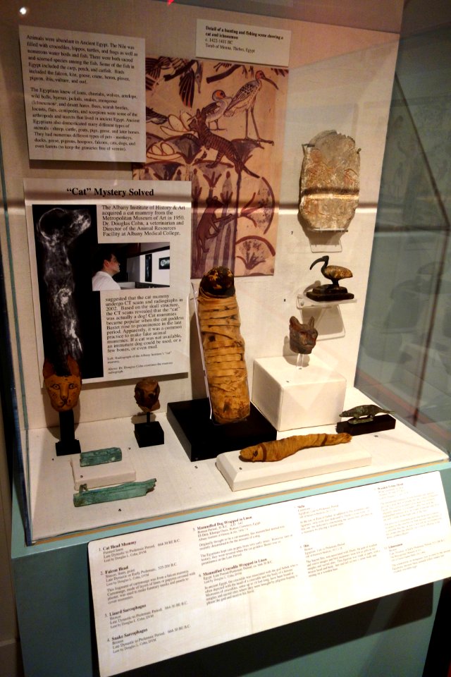 Egyptian display, Mummified animals - Albany Institute of History and Art - DSC08183