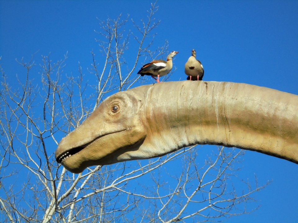 Egyptian geese on a dinosaur sculpture