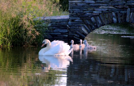 Chicks water bird white