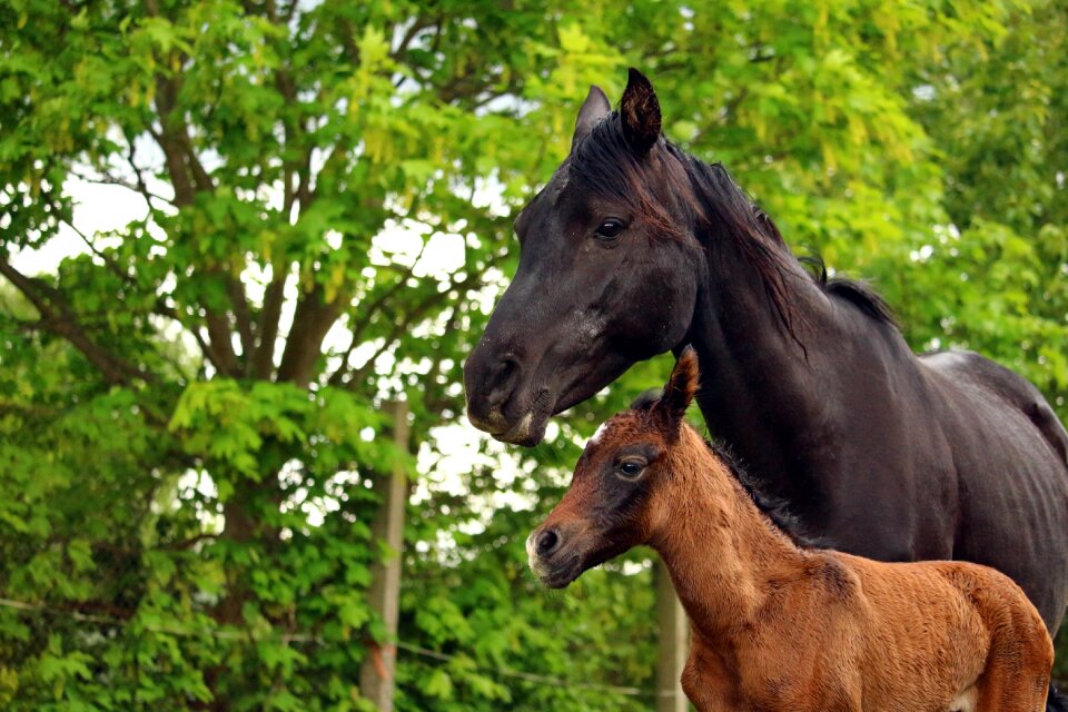 Brown mold rap thoroughbred arabian