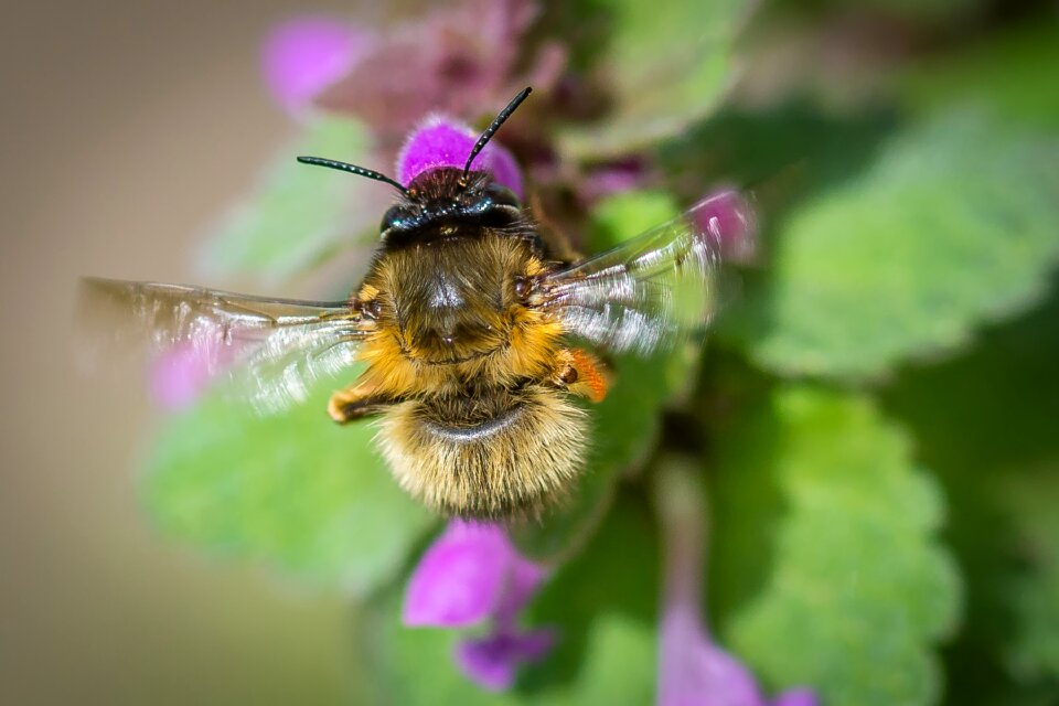 Bloom sprinkle dead nettle
