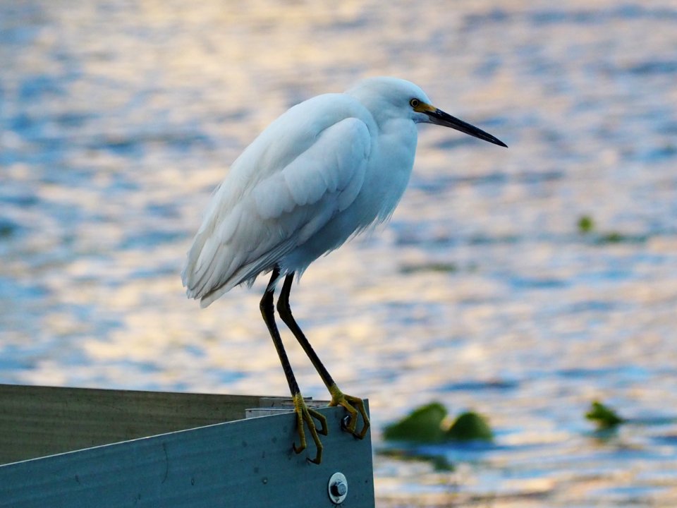 Egretta thula 108356602
