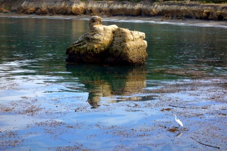 Egret - Point Lobos State Reserve - DSC07141
