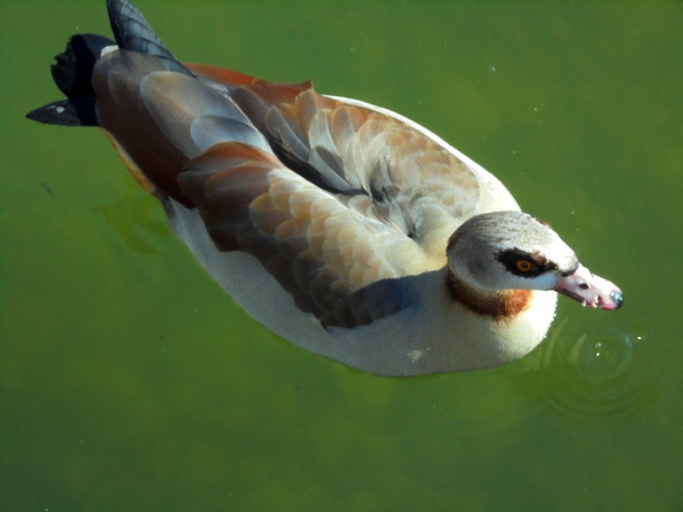 Egyptian goose from above