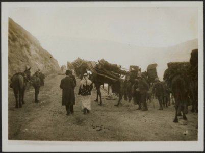 Egyptian official photograph. Stretcher Bearers with camel transport advancing t, Bestanddeelnr 158-1914