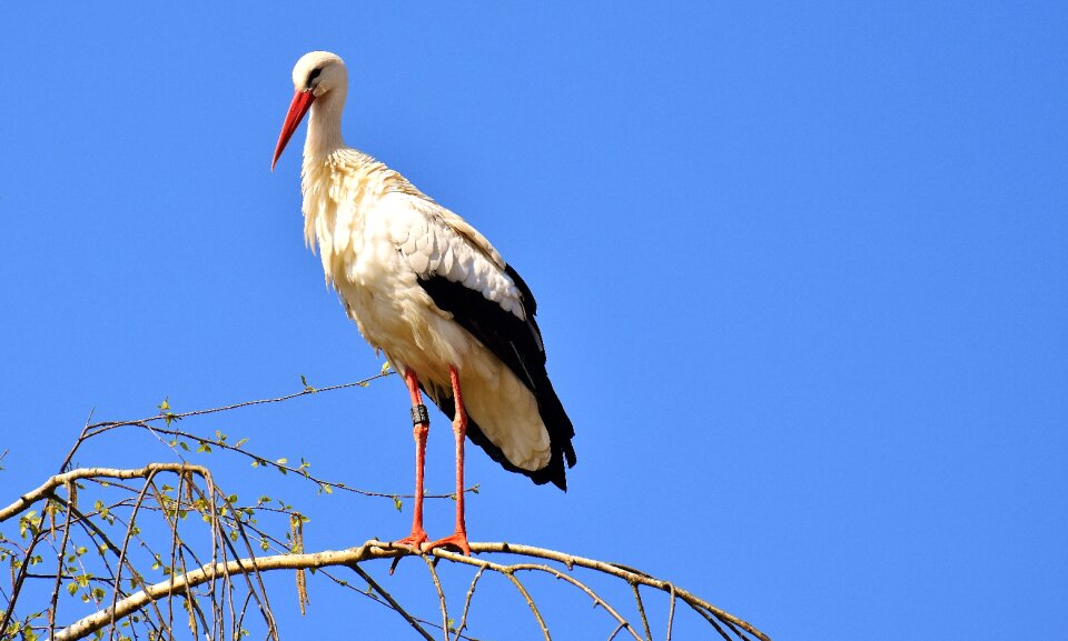 Plumage nature animal world