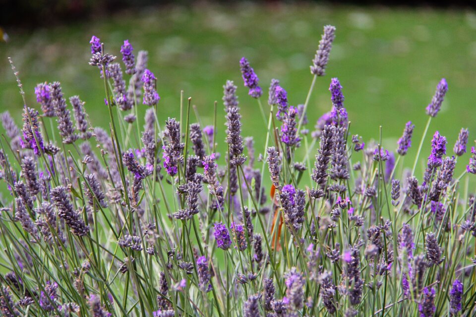 Enchanting beauty wanaka lavender farm