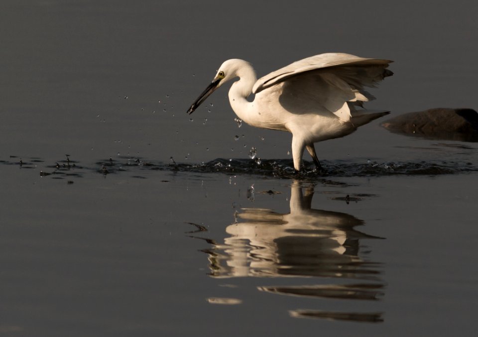Egret catching fishes