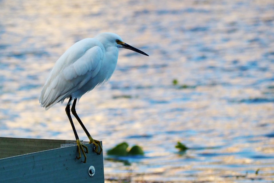 Egretta thula 108356602 alt crop