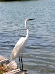 Egret japanese nature