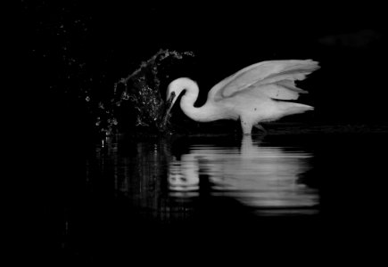 Egret catching fishes in bnw